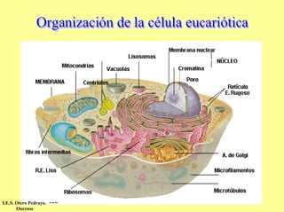 I.E.S. Otero Pedrayo.
       Ourense
 
