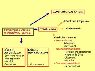 MEMBRANA PLASMÁTICA


                                            Citosol ou Hialoplasma


                             CITOPLASMA        Citoesqueleto
ESTRUCTURA CÉLULA
EUCARIÓTiCA ANIMAL
                                     Orgánulos celulares
                                     - sen membrana:
                                             Ribosomas
                                             Centriolo/s
NÚCLEO               NÚCLEO          - con membrana sinxela:
INTERFÁSICO          REPRODUCCIÓN            -Retículo Endoplasmático
-Envoltura nuclear                           -Aparato de Golgi
-Nucleoplasma                                -Lisosomas
-Nucléolo                                    -Vacuolas
-Cromatina           - Cromosomas    - Con membrana dobre:
                                             - Mitocondrias
 
