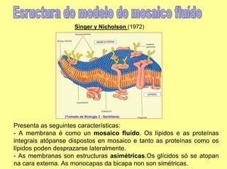 Singer y Nicholson (1972)




Presenta as seguintes características:
- A membrana é como un mosaico fluído. Os lípidos e as proteínas
integrais atópanse dispostos en mosaico e tanto as proteínas como os
lípidos poden desprazarse lateralmente.
- As membranas son estructuras asimétricas.Os glícidos só se atopan
na cara externa. As monocapas da bicapa non son simétricas.
 