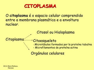 CITOPLASMA
   O citoplasma é o espacio celular comprendido
   entre a membrana plasmática e a envoltura
   nuclear.

                             Citosol ou Hialoplasma
   Citoplasma              Citoesqueleto
                           - Microtúbulosformados por la proteína tubulina
                           - Microfilamentos de proteína actina

                          Orgánulos celulares


I.E.S. Otero Pedrayo.
       Ourense
 