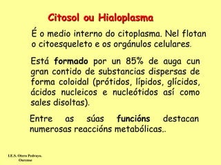 Citosol ou Hialoplasma
              É o medio interno do citoplasma. Nel flotan
              o citoesqueleto e os orgánulos celulares.
              Está formado por un 85% de auga cun
              gran contido de substancias dispersas de
              forma coloidal (prótidos, lípidos, glícidos,
              ácidos nucleicos e nucleótidos así como
              sales disoltas).
             Entre as súas funcións destacan
             numerosas reaccións metabólicas..

I.E.S. Otero Pedrayo.
       Ourense
 