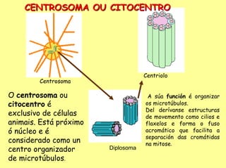 CENTROSOMA OU CITOCENTRO




                                    Centriolo
        Centrosoma

O centrosoma ou                      A súa función é organizar
citocentro é                        os microtúbulos.
                                    Del derívanse estructuras
exclusivo de células                de movemento como cilios e
animais. Está próximo               flaxelos e forma o fuso
ó núcleo e é                        acromático que facilita a
                                    separación das cromátidas
considerado como un                 na mitose.
centro organizador      Diplosoma
de microtúbulos.
 