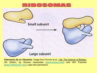 Estructura de un ribosoma. Image from Purves et al., Life: The Science of Biology,
4th Edition, by Sinauer Associates (www.sinauer.com) and WH Freeman
(www.whfreeman.com), used with permission.
 