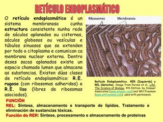 O retículo endoplasmático é un
sistema       membranoso      cunha
estructura consistente nunha rede
de sáculos aplanados ou cisternas,
sáculos globosos ou vesículas e
túbulos sinuosos que se extenden
por todo o citoplasma e comunican ca
membrana nuclear externa. Dentro
deses sacos aplanados existe un
espacio chamado lumen que almacena
as substancias. Existen dúas clases
de retículo endoplasmático: R.E.
                                        Retículo Endoplasmático. RER (Izquierda) y
rugoso (con ribosomas adheridos) e      REL (derecha). Image from Purves et al., Life:
R.E. liso (libres de ribosomas          The Science of Biology, 4th Edition, by Sinauer
                                        Associates (www.sinauer.com) and WH Freeman
asociados).                             (www.whfreeman.com), used with permission.

FUNCIÓN
REL: Síntese, almacenamento e transporte de lípidos. Tratamento e
eliminación de sustancias tóxicas.
Función do RER: Síntese, procesamento e almacenamento de proteínas
            RER
 