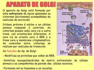 O aparato de Golgi está formado por
unha estructura de sacos aplanados ou
cisternas (dictiosoma) acompañados de
vesículas de secreción.
Sitúase próximo ó núcleo e en células
animais rodeando ó centríolo. As
cisternas posúen unha cara cis e outra
trans, con orientacións diferentes. A
cara cis se orienta cara ó RER e a
trans cara a membrana citoplasmática.
As conexións entre cisternas se
realizan por vesículas de transición.
As funcións do Ap. de Golgi:
- Modificas as proteínas que veñen do RER.
-Sintetiza mucopolisacáridos da matriz extracelular de células
animais e os compoñentes da parede das células vexetais.
-Formanse nel os lisosomas e as vacuolas.
 