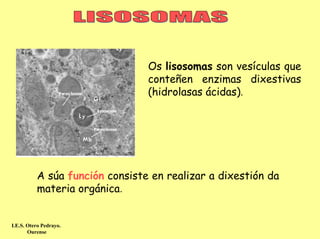 Os lisosomas son vesículas que
                                conteñen enzimas dixestivas
                                (hidrolasas ácidas).




          A súa función consiste en realizar a dixestión da
          materia orgánica.


I.E.S. Otero Pedrayo.
       Ourense
 