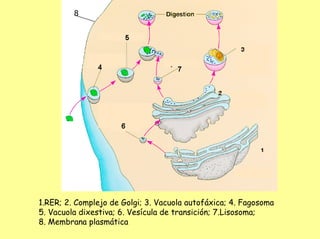8




                                     7




1.RER; 2. Complejo de Golgi; 3. Vacuola autofáxica; 4. Fagosoma
5. Vacuola dixestiva; 6. Vesícula de transición; 7.Lisosoma;
8. Membrana plasmática
 