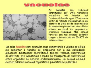 As     vacuolas      son     vesículas
                                   constituidas por unha membrana
                                   plasmática.     No     interior    hai
                                   fundamentalmente agua. Fórmanse a
                                   partir do retículo endoplasmático, do
                                   aparato de Golgi ou de invaxinacións
                                   da membrana plasmática. Nas células
                                   animais en xeral son pequenas e
                                   chámanse vesículas. Nas células
                                   vexetais son moi grandes podendo
                                   chegar a formar ata un 50-90% do
                                   volume celular.

 As súas funcións son: acumular auga aumentando o volume da célula
sin aumentar o tamaño do citoplasma nen a súa salinidade;
almacenar substancias enerxéticas, tóxicas, velenos, substancias
de desfeito, etc. Constitúen o medio de transporte de substancias
entre orgánulos do sistema endomembranoso. En células animais
existen ademais vacuolas fagocíticas, pinocíticas e pulsátiles.
 
