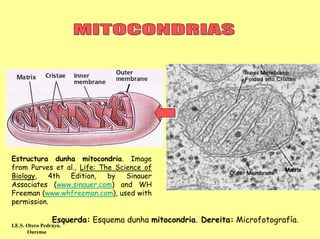 Estructura dunha mitocondria. Image
from Purves et al., Life: The Science of
Biology,   4th  Edition,    by   Sinauer
Associates (www.sinauer.com) and WH
Freeman (www.whfreeman.com), used with
permission.

                 Esquerda: Esquema dunha mitocondria. Dereita: Microfotografía.
I.E.S. Otero Pedrayo.
       Ourense
 