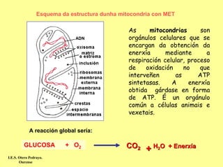 Esquema da estructura dunha mitocondria con MET

                                                As     mitocondrias      son
                                                orgánulos celulares que se
                                                encargan da obtención da
                                                enerxía      mediante      a
                                                respiración celular, proceso
                                                de    oxidación    no    que
                                                interveñen      as      ATP
                                                sintetasas.    A     enerxía
                                                obtida gárdase en forma
                                                de ATP. É un orgánulo
                                                común a células animais e
                                                vexetais.

            A reacción global sería:

         GLUCOSA          + O2                 CO2    + H2O   + Enerxía
I.E.S. Otero Pedrayo.
       Ourense
 
