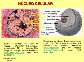 NÚCLEO CELULAR




                                         Estructura do núcleo. Image from Purves
  Núcleo e nucléolo de célula do         et al., Life: The Science of Biology, 4th
  fígado      (METx20,740).Citoplasma,   Edition,     by    Sinauer    Associates
  mitocondria, RE, e ribosomas.This      (www.sinauer.com) and WH Freeman
  image is copyright Dennis Kunkel at    (www.whfreeman.com),       used      with
  www.DennisKunkel.com, used with        permission.
  permission.
I.E.S. Otero Pedrayo.
       Ourense
 