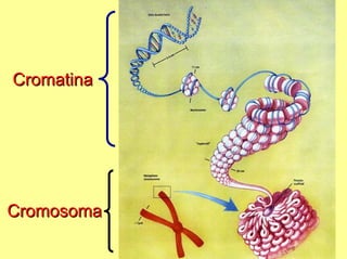 Cromatina




Cromosoma
 