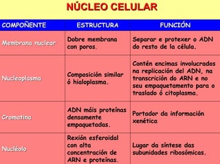 NÚCLEO CELULAR
COMPOÑENTE            ESTRUCTURA                  FUNCIÓN

                   Dobre membrana        Separar e protexer o ADN
Membrana nuclear
                   con poros.            do resto de la célula.

                                         Contén encimas involucrados
                                         na replicación del ADN, na
                   Composición similar
Nucleoplasma                             transcrición do ARN e no
                   ó hialoplasma.
                                         seu empaquetamento para o
                                         traslado ó citoplasma.

                   ADN máis proteínas
                                         Portador da información
Cromatina          densamente
                                         xenética
                   empaquetadas.

                   Rexión esferoidal
                   con alta              Lugar da síntese das
Nucléolo
                   concentración de      subunidades ribosómicas.
                   ARN e proteínas.
 