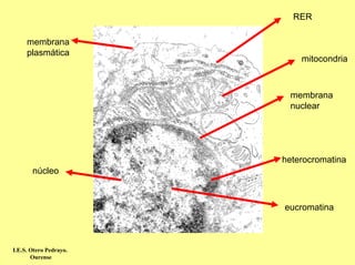 RER

     membrana
     plasmática
                            mitocondria



                         membrana
                         nuclear




                        heterocromatina
       núcleo



                        eucromatina



I.E.S. Otero Pedrayo.
       Ourense
 