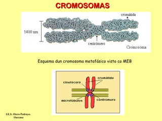 CROMOSOMAS




                        Esquema dun cromosoma metafásico visto co MEB




I.E.S. Otero Pedrayo.
       Ourense
 