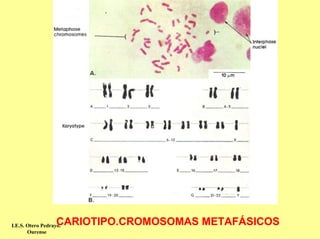 CARIOTIPO.CROMOSOMAS METAFÁSICOS
I.E.S. Otero Pedrayo.
       Ourense
 
