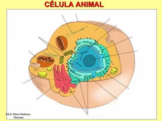 CÉLULA ANIMAL




I.E.S. Otero Pedrayo.
       Ourense
 