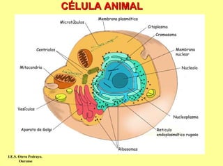 CÉLULA ANIMAL




I.E.S. Otero Pedrayo.
       Ourense
 