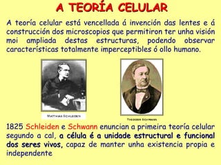 A TEORÍA CELULAR
A teoría celular está vencellada á invención das lentes e á
construcción dos microscopios que permitiron ter unha visión
moi ampliada destas estructuras, podendo observar
características totalmente imperceptibles ó ollo humano.




1825 Schleiden e Schwann enuncian a primeira teoría celular
segundo a cal, a célula é a unidade estructural e funcional
dos seres vivos, capaz de manter unha existencia propia e
independente
 