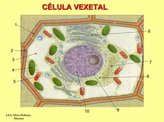 CÉLULA VEXETAL

         1
                                             6



    2

     3
                                                 7
     4
                                             8
        5




                                 10      9
I.E.S. Otero Pedrayo.
       Ourense
 