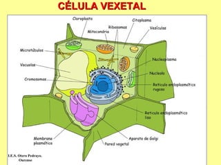 CÉLULA VEXETAL




I.E.S. Otero Pedrayo.
       Ourense
 