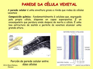 PAREDE DA CÉLULA VEXETAL
    A parede celular é unha envoltura grosa e ríxida que rodea ás células
    vexetais
    Composición química : fundamentalmente é celulosa que, segregada
    pola propia célula, disponse en capas superpostas. É un
    exoesqueleto que perdura ainda despois de morta a célula. É unha
    boa estructura de sostén e permite ós vexetais alcanzar unha
    grande altura.




           Porción de parede celular entre
I.E.S. Otero Pedrayo. dúas células
    Ourense
 