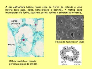 A súa estructura básase nunha rede de fibras de celulosa e unha
matriz (con auga, sales, hemicelulosa e pectina). A matriz pode
impregnarse de lignina, suberina, cutina, taninos e substancias minerais.




                                               Fibras de Turnera con MEB




   Célula vexetal con parede
   primaria e graos de amidón
 