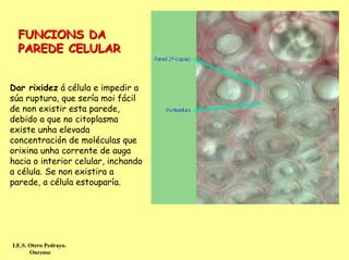 FUNCIONS DA
  PAREDE CELULAR


Dar rixidez á célula e impedir a
súa ruptura, que sería moi fácil
de non existir esta parede,
debido a que no citoplasma
existe unha elevada
concentración de moléculas que
orixina unha corrente de auga
hacia o interior celular, inchando
a célula. Se non existira a
parede, a célula estouparía.




I.E.S. Otero Pedrayo.
       Ourense
 