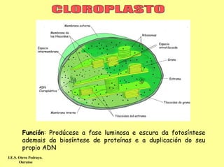 Función: Prodúcese a fase luminosa e escura da fotosíntese
        ademais da biosíntese de proteínas e a duplicación do seu
        propio ADN
I.E.S. Otero Pedrayo.
       Ourense
 