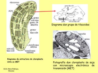 Diagrama dun grupo de tilacoides




     Diagrama da estructura do cloroplasto
     vista co MET                             Fotografía dun cloroplasto de soja
                                              con microscopio electrónico de
I.E.S. Otero Pedrayo.                         transmisión (MET)
       Ourense
 