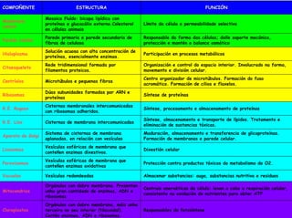 COMPOÑENTE
COMPOÑ                           ESTRUCTURA                                                  FUNCIÓN
                                                                                             FUNCIÓ

                   Mosaico fluído: bicapa lipídica con
Membrana
                   proteínas e glucocálix externo.Colesterol   Límite da célula e permeabilidade selectiva
celular
                   en células animais
                   Parede primaria e parede secundaria de      Responsable da forma das células; dalle soporte mecánico,
Parede celular
                   fibras de celulosa                          protección e mantén o balance osmótico
                   Solución acuosa con alta concentración de
Hialoplasma                                                    Participación en procesos metabólicos
                   proteínas, esencialmente enzimas.
                   Rede tridimensional formada por             Organización e control do espacio interior. Involucrado na forma,
Citoesqueleto
                   filamentos proteicos.                       movemento e división celular.
                                                               Centro organizador de microtúbulos. Formación do fuso
Centríolos         Microtúbulos e pequenas fibras
                                                               acromático. Formación de cilios e flaxelos.
                   Dúas subunidades formadas por ARN e
Ribosomas                                                      Síntese de proteínas
                   proteínas
                   Cisternas membranales intercomunicadas
R.E. Rugoso                                                    Síntese, procesamento e almacenamento de proteínas
                   con ribosomas adheridos.
                                                               Síntese, almacenamento e transporte de lípidos. Tratamento e
R.E. Liso          Cisternas de membrana intercomunicadas
                                                               eliminación de sustancias tóxicas.
                   Sistema de cisternas de membrana            Maduración, almacenamento e transferencia de glicoproteínas.
Aparato de Golgi
                   aplanadas, en relación con vesículas        Formación de membranas e parede celular.
                   Vesículas esféricas de membrana que
Lisosomas                                                      Dixestión celular
                   conteñen enzimas dixestivos.
                   Vesículas esféricas de membrana que
Peroxisomas                                                    Protección contra productos tóxicos do metabolismo do O2.
                   conteñen enzimas oxidativas

Vacuolas           Vesículas redondeadas                       Almacenar substancias: auga, substancias nutritiva e residuos

                   Orgánulos con dobre membrana. Presentan
                                                               Centrais enerxéticas da célula: levan a cabo a respiración celular,
Mitocondrias       unha gran cantidade de enzimas, ADN e
                                                               consistente na oxidación de nutrientes para obter ATP
                   ribosomas
                   Orgánulos con dobre membrana, máis unha
Cloroplastos       terceira no seu interior (tilacoidal).      Responsables da fotosíntese
                   Contén enzimas, ADN e ribosomas.
 