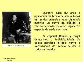 Durante case 50 anos a
                        aplicación da teoría celular a todos
                        os tecidos animais e vexetais aínda
                        mantivo un punto de dúbida: o
                        tecido nervioso, polo seu aparente
                        aspecto de rede continua.

                               O español Ramón y Cajal
                        demostrou a individualidade da
                        célula nerviosa e polo tanto a
                        xeralización da Teoría celular a
                        todos os tecidos.


I.E.S. Otero Pedrayo.
       Ourense
 