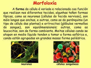 Morfoloxía
       A forma da célula é variada e relacionada coa función
que realizan nos diferentes tecidos, algunhas teñen formas
típicas, como as neuronas (células do tecido nervioso), son
máis longas que anchas, e outras, como as do parénquima (un
tipo de célula das plantas) e eritrocitos (glóbulos vermellos
do sangue), son equidimensionais; outras, coma os
leucocitos, son de forma cambiante. Moitas células cando se
atopan en medio líquido tenden a tomar a forma esférica e,
cando están agrupadas en grandes masas forma poliédrica.




            neuronas                  células sanguíneas
 