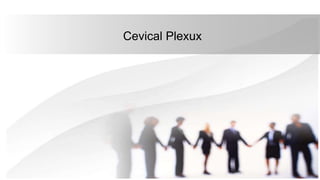 Cevical Plexux
 