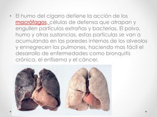 • El humo del cigarro detiene la acción de los 
macrófagos, células de defensa que atrapan y 
engullen partículas extrañas y bacterias. El polvo, 
humo y otras sustancias, estas partículas se van a 
acumulando en las paredes internas de los alveolos 
y ennegrecen los pulmones, haciendo mas fácil el 
desarrollo de enfermedades como bronquitis 
crónica, el enfisema y el cáncer. 
 