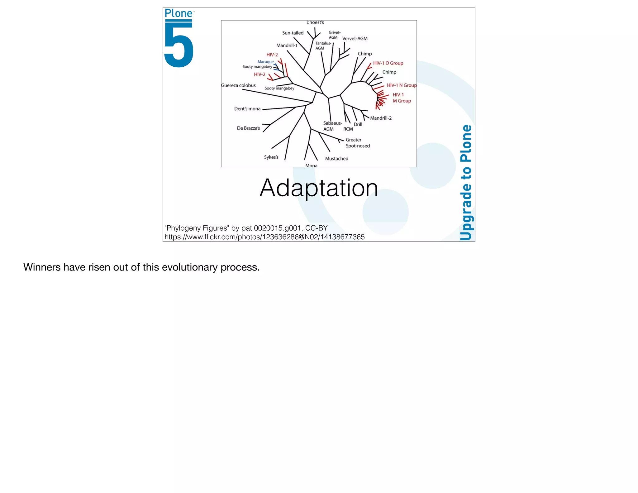Adaptation
"Phylogeny Figures" by pat.0020015.g001, CC-BY
https://www.ﬂickr.com/photos/123636286@N02/14138677365
Winners have risen out of this evolutionary process.
 