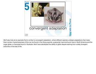convergent adaptation
Image
Credit
We’ll also look at an example that is similar to convergent adaptation, where diﬀerent species undergo adaptations that make
them similar. A good example of this can be found in the ﬂying squirrel, a placental mammal found here in North America and the
sugar glider, a marsupial found in Australia. Both have developed the ability to glide despite starting from widely divergent
branches of the tree of life.
 