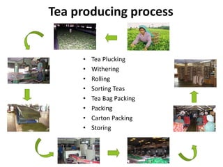 Distribution Process For Tea Ceylon tea industry | PPTX