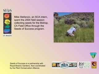 Mike Stefancic, an SCA intern, 
spent the 2004 field season 
collecting seeds for the Bishop, 
CA Field Office through the 
Seeds of Success program. 
Seeds of Success is a partnership with 
Royal Botanic Gardens, Kew coordinated 
by the Plant Conservation Alliance. 
 