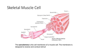 Skeletal Muscle Cell
The sarcolemma is the cell membrane of a muscle cell. The membrane is
designed to receive and conduct stimuli
Source: (Muscle Anatomy
& Structure, 2007)
 