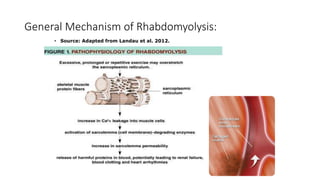 General Mechanism of Rhabdomyolysis:
• Source: Adapted from Landau et al. 2012.
 