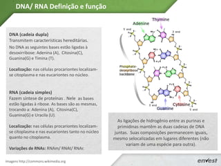 Imagens http://commons.wikimedia.org
DNA/ RNA Definição e função
DNA (cadeia dupla)
Transmitem características hereditárias.
No DNA as seguintes bases estão ligadas à
desoxirribose: Adenina (A), Citosina(C),
Guanina(G) e Timina (T).
Localização: nas células procariontes localizam-
se citoplasma e nas eucariontes no núcleo.
RNA (cadeia simples)
Fazem síntese de proteínas . Nele as bases
estão ligadas à ribose. As bases são as mesmas,
trocando a: Adenina (A), Citosina(C),
Guanina(G) e Uracila (U).
Localização: nas células procariontes localizam-
se citoplasma e nas eucariontes tanto no núcleo
quanto no citoplasma.
Variações de RNAs: RNAm/ RNAt/ RNAr.
As ligações de hidrogênio entre as purinas e
primidinas mantêm as duas cadeias de DNA
juntas. Suas composições permanecem iguais,
mesmo selocalizadas em lugares diferentes (não
variam de uma espécie para outra).
 