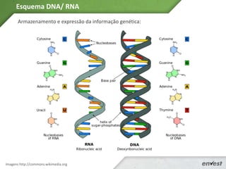 Esquema DNA/ RNA
Imagens http://commons.wikimedia.org
Armazenamento e expressão da informação genética:
 