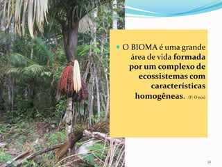 CAMPANHA FRATERNIDADE 2017 32
 O BIOMA é uma grande
área de vida formada
por um complexo de
ecossistemas com
características
homogêneas. (F: O eco)
 