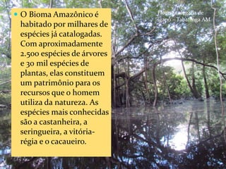 CAMPANHA FRATERNIDADE 2017 40
 O Bioma Amazônico é
habitado por milhares de
espécies já catalogadas.
Com aproximadamente
2.500 espécies de árvores
e 30 mil espécies de
plantas, elas constituem
um patrimônio para os
recursos que o homem
utiliza da natureza. As
espécies mais conhecidas
são a castanheira, a
seringueira, a vitória-
régia e o cacaueiro.
Floresta alagada de
igapó – Tabatinga AM
 