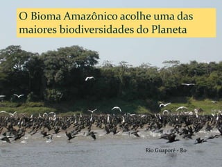 CAMPANHA FRATERNIDADE 2017 47
Rio Guaporé - Ro
O Bioma Amazônico acolhe uma das
maiores biodiversidades do Planeta
 