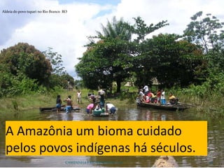 CAMPANHA FRATERNIDADE 2017 54
A Amazônia um bioma cuidado
pelos povos indígenas há séculos.
Aldeia do povo tupari no Rio Branco RO
 