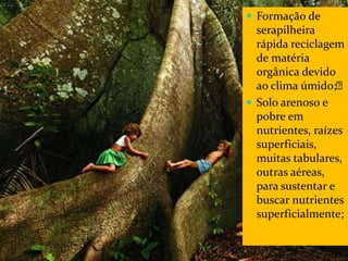 CAMPANHA FRATERNIDADE 2017 57
 Formação de
serapilheira
rápida reciclagem
de matéria
orgânica devido
ao clima úmido;
 Solo arenoso e
pobre em
nutrientes, raízes
superficiais,
muitas tabulares,
outras aéreas,
para sustentar e
buscar nutrientes
superficialmente;
 