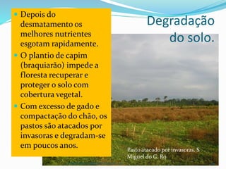 CAMPANHA FRATERNIDADE 2017 69
 Depois do
desmatamento os
melhores nutrientes
esgotam rapidamente.
 O plantio de capim
(braquiarão) impede a
floresta recuperar e
proteger o solo com
cobertura vegetal.
 Com excesso de gado e
compactação do chão, os
pastos são atacados por
invasoras e degradam-se
em poucos anos.
Degradação
do solo.
Pasto atacado por invasoras. S
Miguel do G. Ro
 
