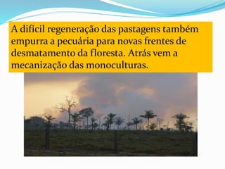 A difícil regeneração das pastagens também
empurra a pecuária para novas frentes de
desmatamento da floresta. Atrás vem a
mecanização das monoculturas.
 